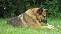 Nature Animals Dogs German