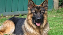 Nature Animals Dogs German shepherd