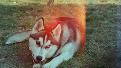 Nature Animals Dogs husky pets
