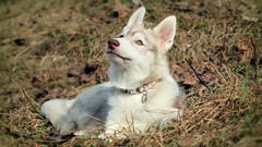 Nature Animals Dogs outdoors pets