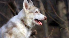 Nature Animals Dogs outdoors pets