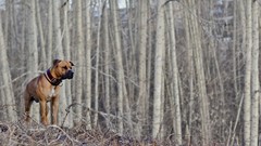 Nature Animals Dogs outdoors pets