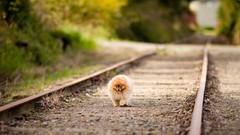Nature Animals Dogs paths railroad tracks depth of field
