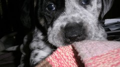 Nature Animals Dogs pets