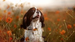 Nature Animals Dogs pets portraits artistic