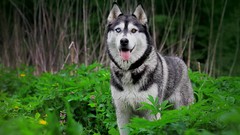Nature Animals Dogs Plants husky forests