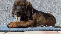 Nature Animals Dogs Puppies