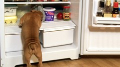 Nature Animals Dogs Refrigerators
