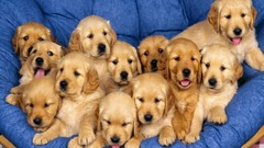 Nature Animals Dogs sleeping