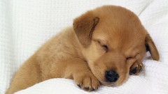 Nature Animals Dogs sleeping