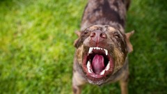 Nature Animals Dogs teeth