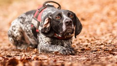 Nature Animals Dogs therapy dog
