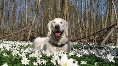 Nature Animals Dogs white flowers