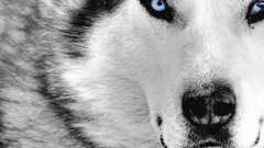 Nature Animals Dogs Wolves