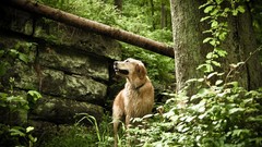 Nature Animals Dogs Wood forests