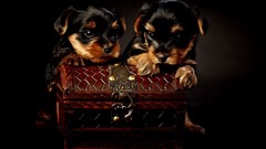 Nature Animals Dogs yorkshire