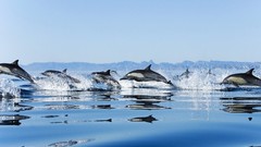 Nature Animals Dolphins Mexico California gulf