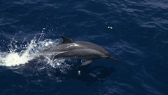 Nature Animals Dolphins Sea
