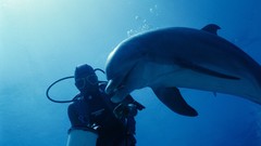 Nature Animals Dolphins Sea