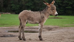 Nature Animals donkey baby animals