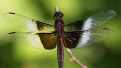 Nature Animals Dragonflies