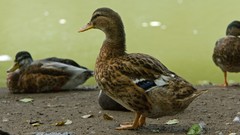 Nature Animals Ducks 2005