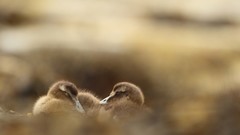 Nature Animals Ducks