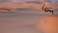 Nature Animals dunes Namibia national geographic antelope