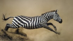 Nature Animals dust running Wild zebras