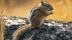 Nature Animals eating Mammals squirrels