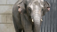 Nature Animals elephants