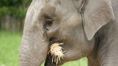 Nature Animals elephants