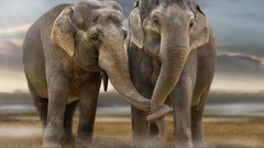 Nature Animals elephants