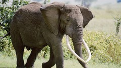 Nature Animals elephants
