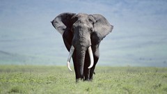 Nature Animals elephants