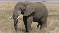 Nature Animals elephants