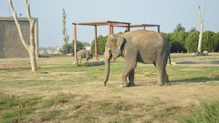 Nature Animals elephants