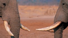 Nature Animals elephants Africa