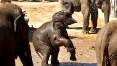 Nature Animals elephants baby elephant baby animals