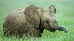 Nature Animals elephants baby elephant baby animals
