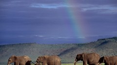 Nature Animals elephants Kenya wildlife