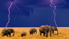 Nature Animals elephants lightning bolts