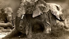 Nature Animals elephants monochrome
