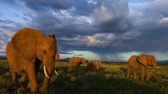 Nature Animals elephants national geographic