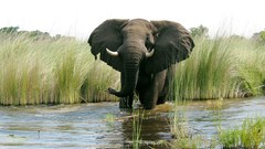 Nature Animals elephants rivers