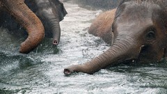 Nature Animals elephants swimming baby elephant baby animals
