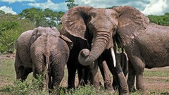 Nature Animals elephants wildlife