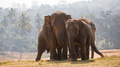 Nature Animals elephants wildlife