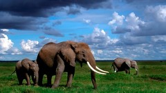 Nature Animals elephants wildlife baby elephant baby animals