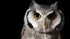 Nature Animals eyes Birds Owls
